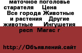 маточное поголовье старателя  › Цена ­ 2 300 - Все города Животные и растения » Другие животные   . Ингушетия респ.,Магас г.